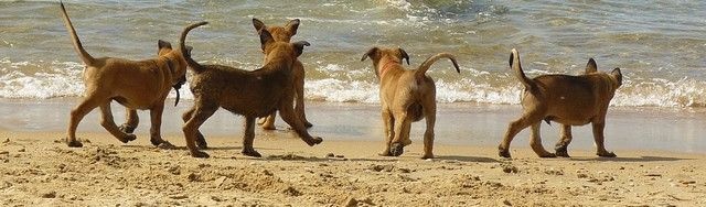 Chiot Berger Belge du chemin de l'espérance